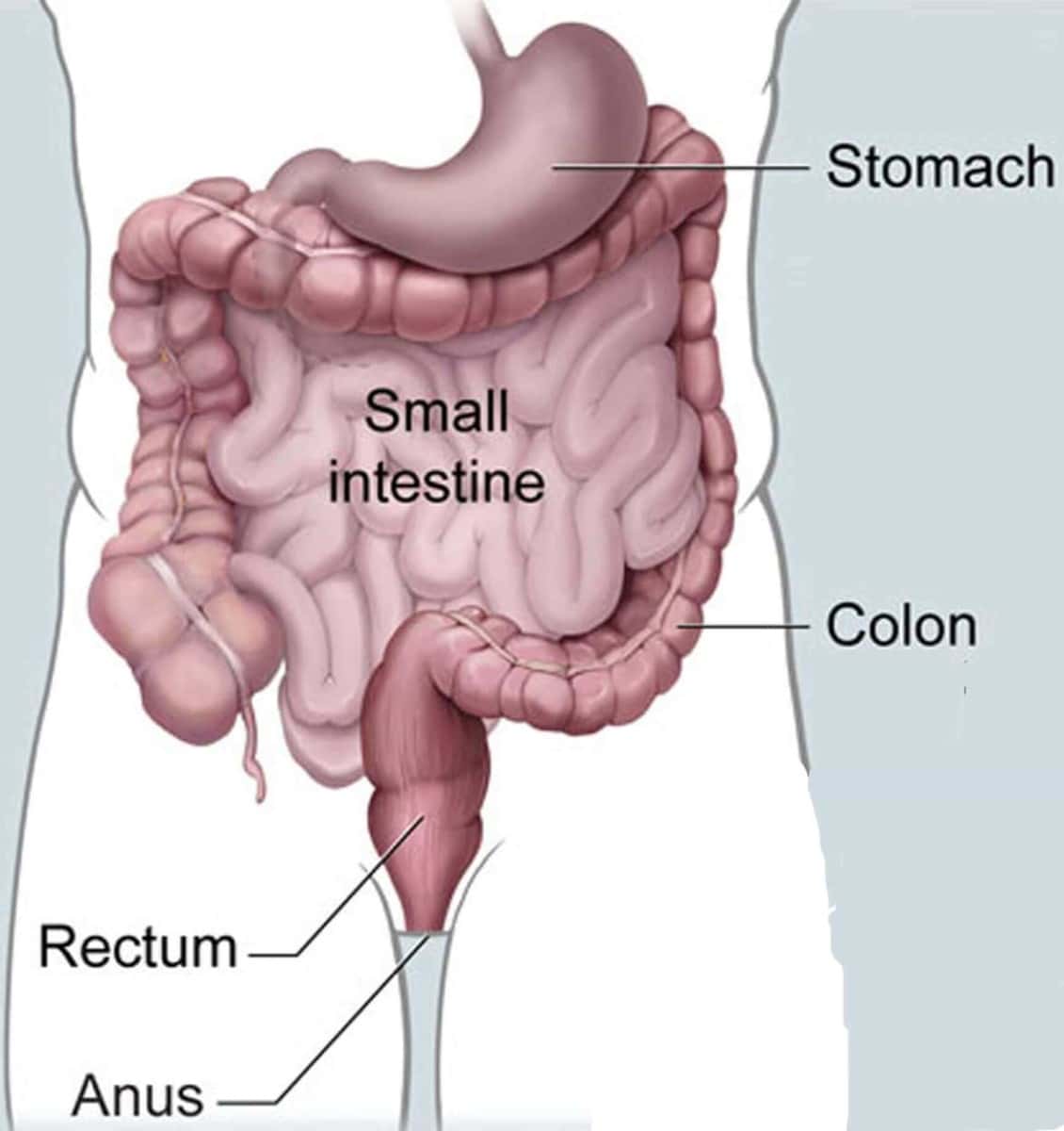 colon-rectum-the-cosmical